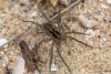 Pardosa sp.